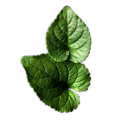 Violet Leaf
